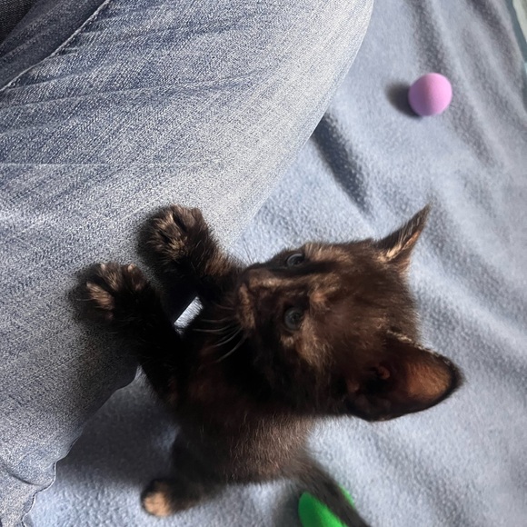 My grandkittens- they’ve grown! 6 months old now! - Picture 7 of 17